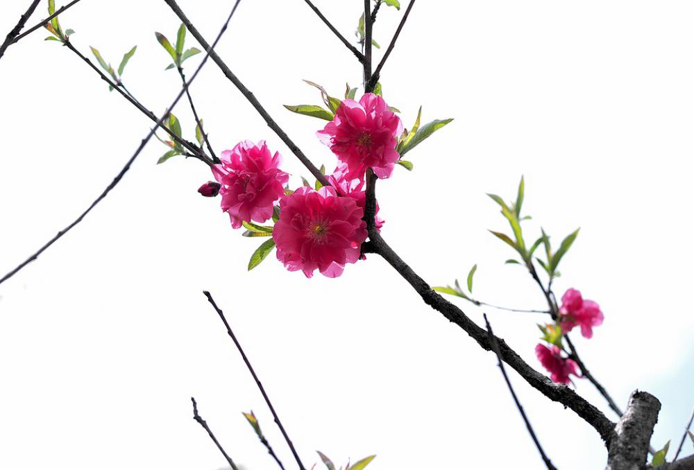 Flower Spring Nature Beautiful Bee Pink Flowers Flower Spring Nature Beautiful Bee Pink Flowers