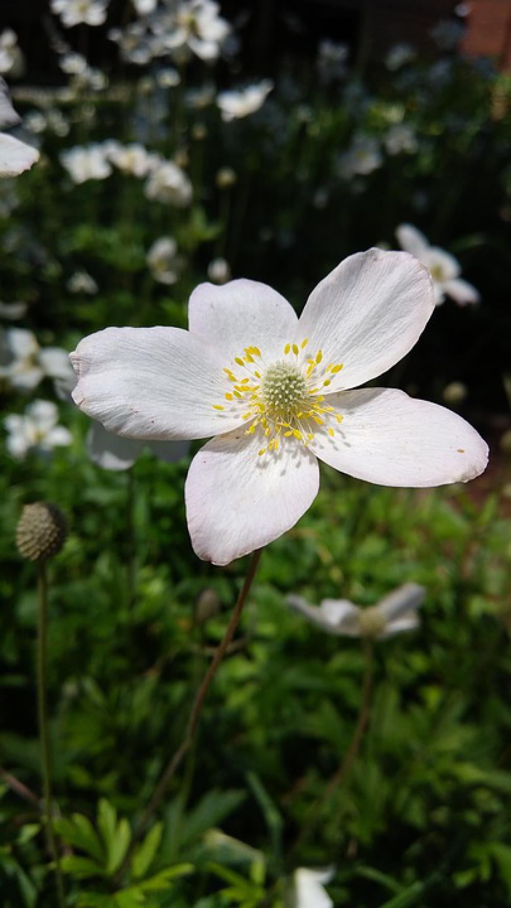 Flower Petal Bloom Nature Blossom Plant Floral Flower Petal Bloom Nature Blossom Plant Floral