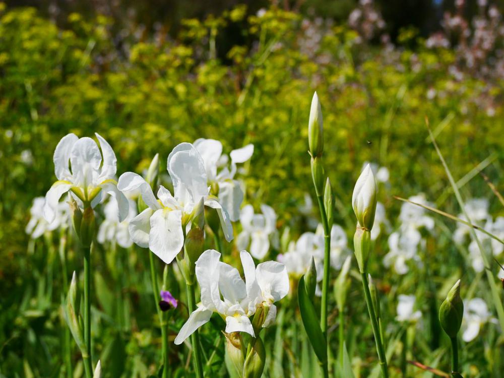 Flower Meadow Nature Flowers Flower Meadow Nature Flowers