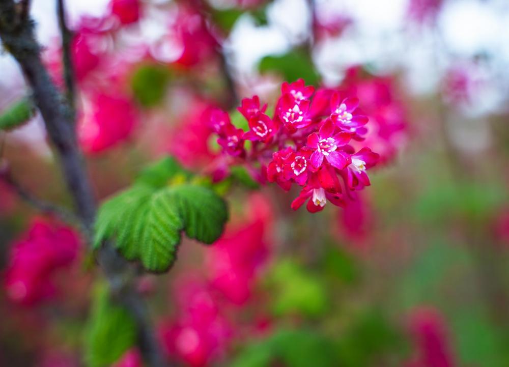 Flowering Twig Branch Flowers Pink White Flowering Twig Branch Flowers Pink White