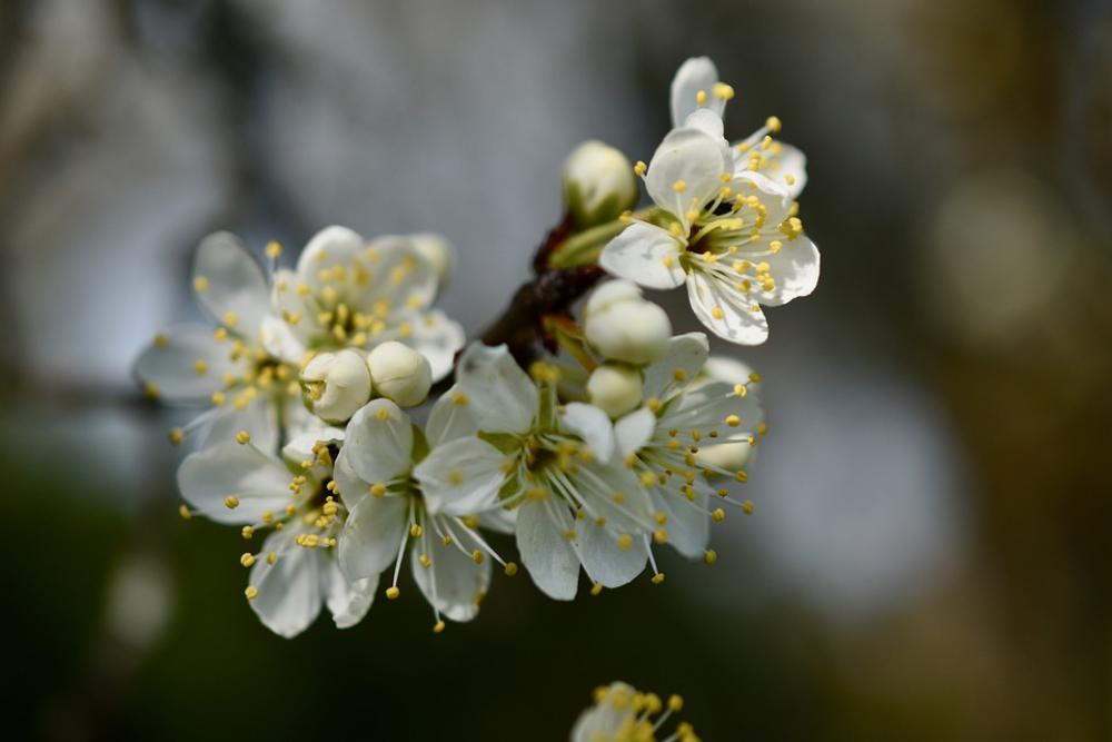 Flowers Cherry White Spring Flower Tree Cherry | Image Finder