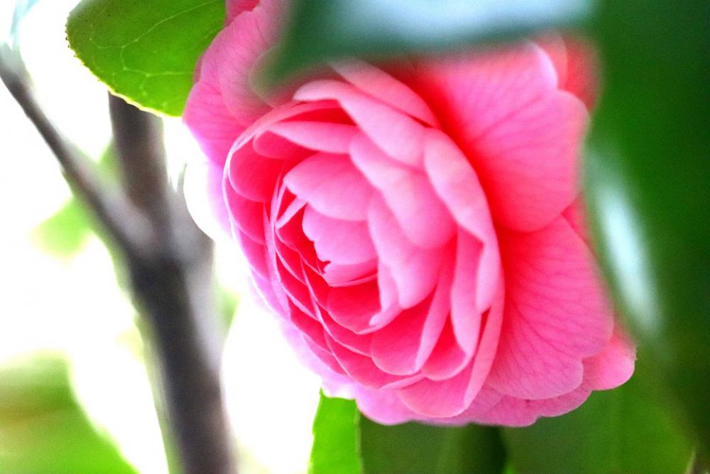 Flowers Pink Camellia Spring Flowers Plant Natural Flowers Pink Camellia Spring Flowers Plant Natural