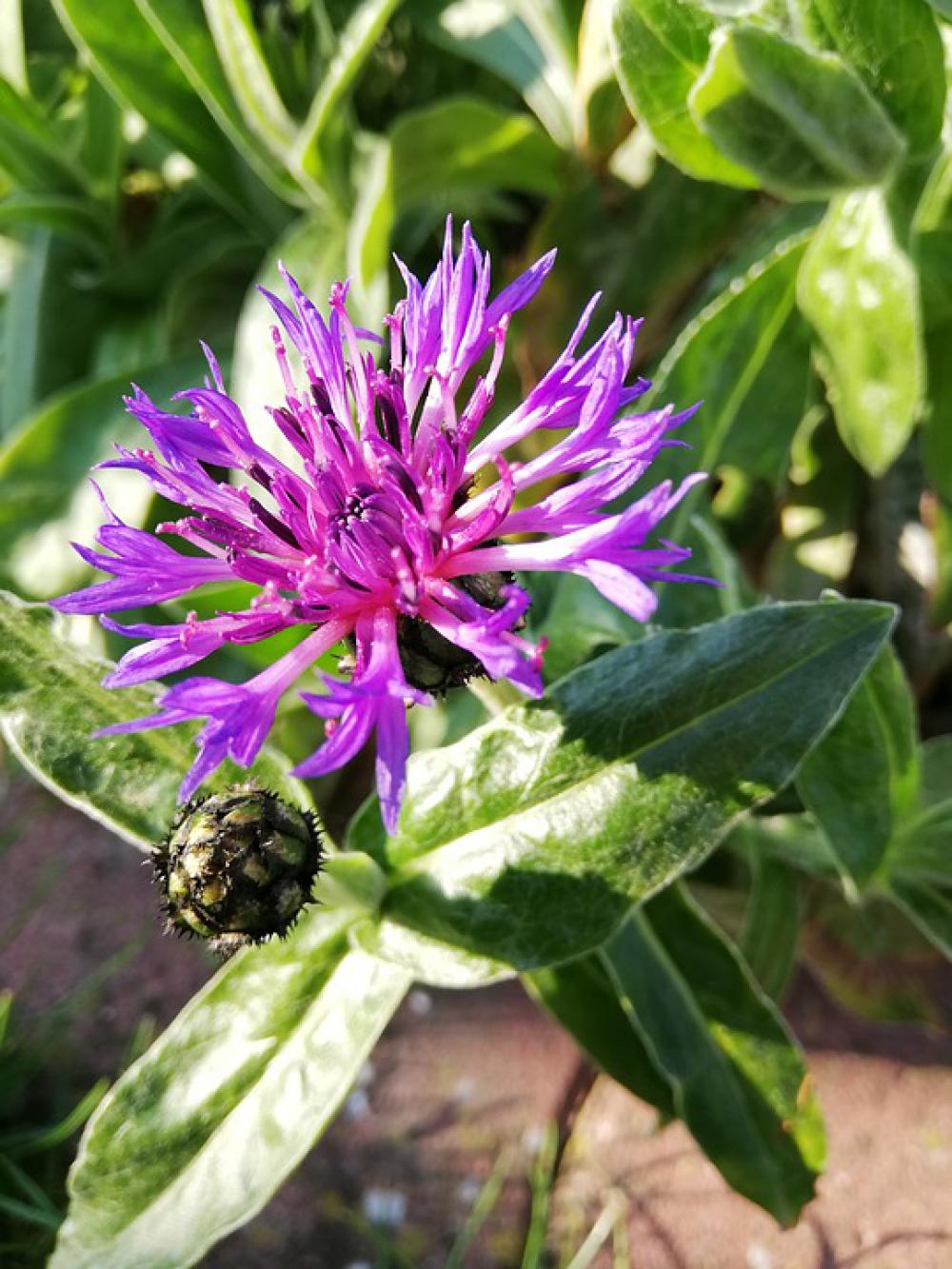 Flowers Garden Spring Nature Plant Flora Flowers Garden Spring Nature Plant Flora