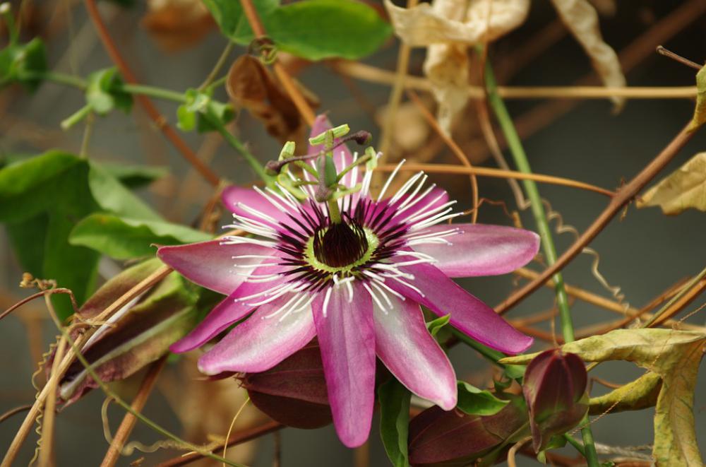 Flowers Wildflower Nature Plants Petal Leaf Flowers Wildflower Nature Plants Petal Leaf