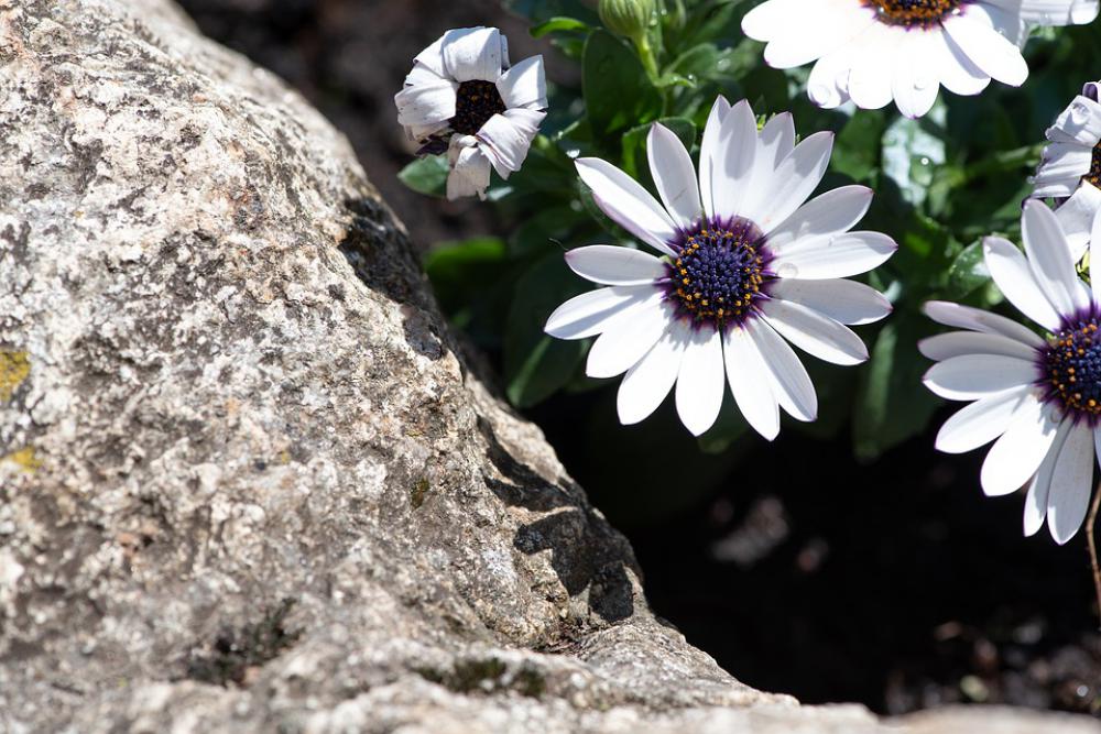 Flowers Stone White Garden In The Garden Flowers Stone White Garden In The Garden