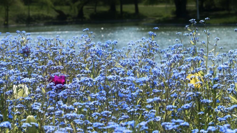 Flowers Nature Spring Flower Petals Blue Coloring Flowers Nature Spring Flower Petals Blue Coloring