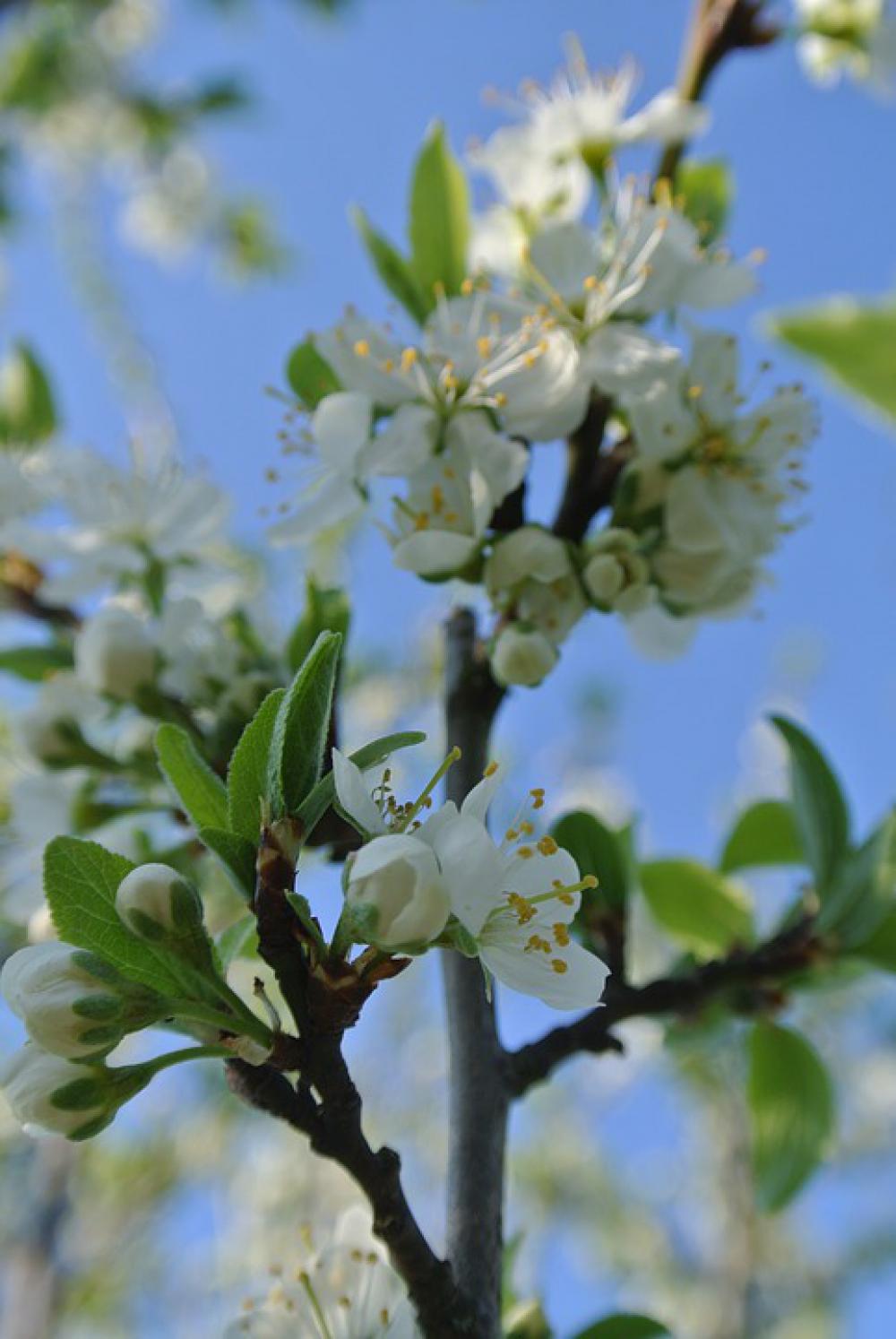 Flowers Branch Spring Bloom Flowers Branch Spring Bloom