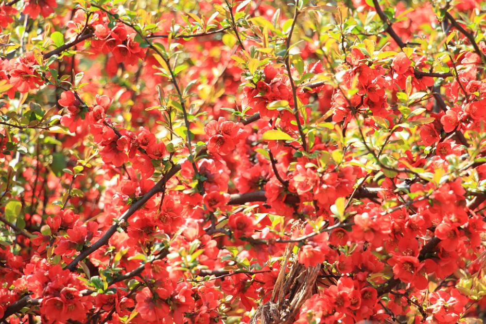 Flowers Summer Red Garden Flora Flower Field Flowers Summer Red Garden Flora Flower Field