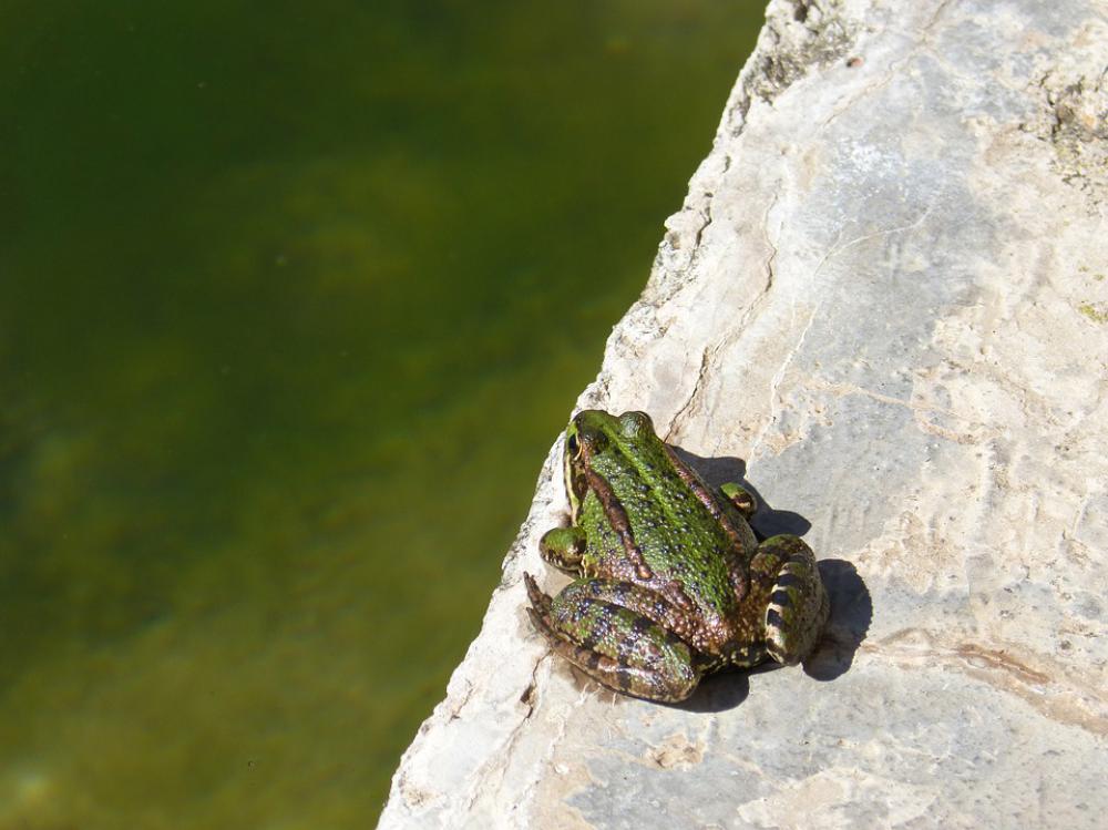 Frog Raft Jump Batrachian Green Frog Raft Jump Batrachian Green