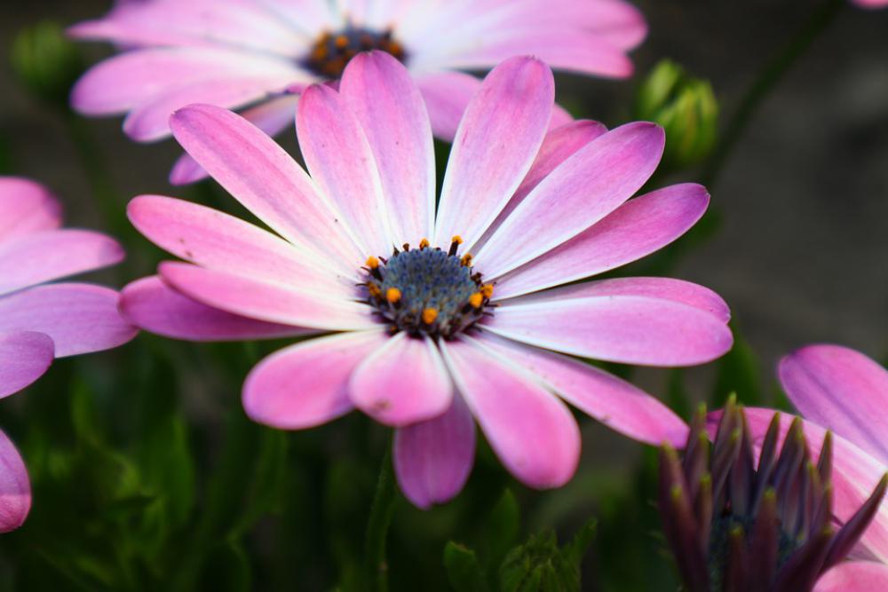 Garden Flower Plant Summer Pink Botany Spring Garden Flower Plant Summer Pink Botany Spring