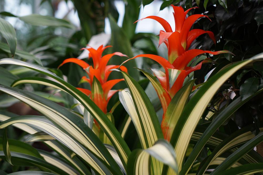 Garden Red Nature Flower Garden Red Nature Flower