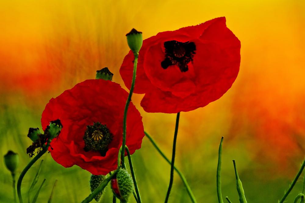Germany Mecklenburg Vorpommern Poppy Plant Flora Germany Mecklenburg Vorpommern Poppy Plant Flora