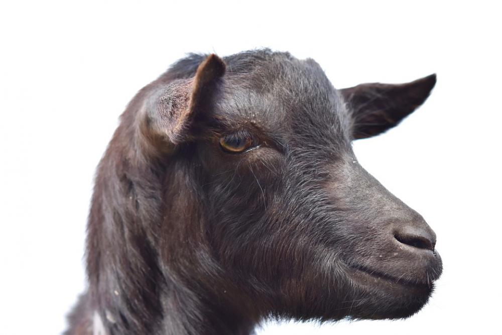 Goat Portrait Profile Of Goat Ruminant Nature Goat Portrait Profile Of Goat Ruminant Nature