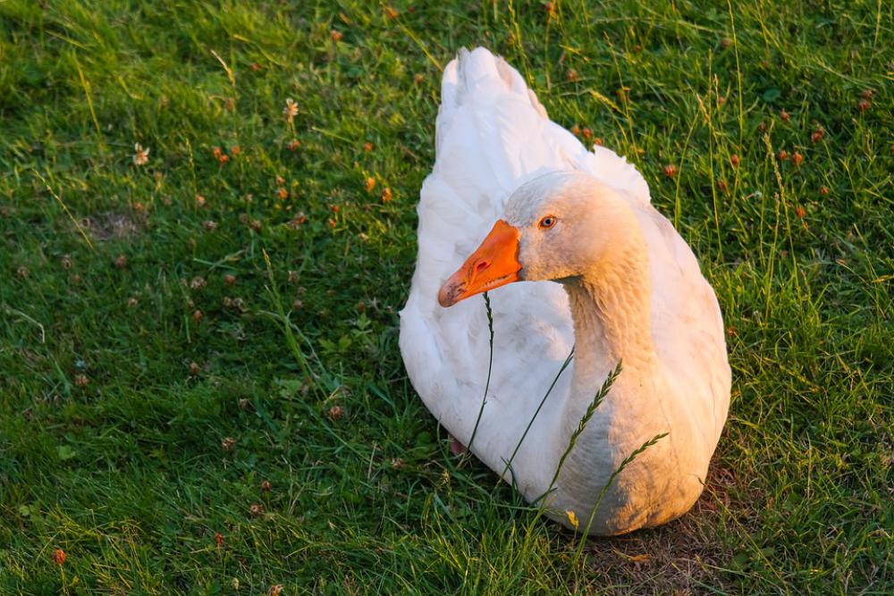 Goose Bird Poultry Domestic Goose Bill Plumage Goose Bird Poultry Domestic Goose Bill Plumage
