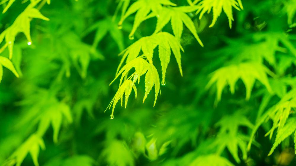 Green Leaf Spring Plant Green Leaf Spring Plant