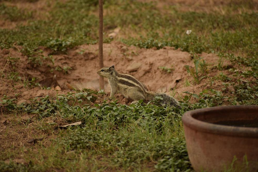 Green Squirrel Sand Nature Cute Animal Ground Green Squirrel Sand Nature Cute Animal Ground