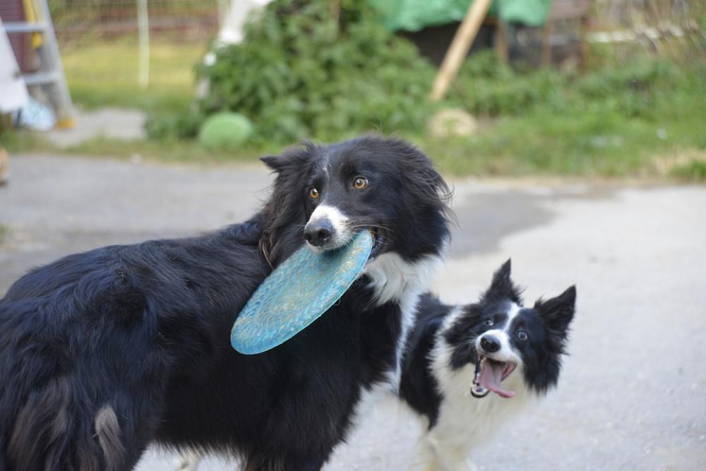 Happy Dog Frisbee Pet Fetch Doggy Happy Dog Frisbee Pet Fetch Doggy