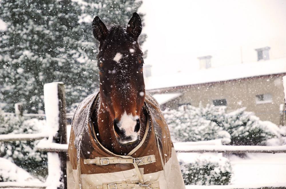 Horse Head Portrait Bay Winter Snow Range Pen Horse Head Portrait Bay Winter Snow Range Pen