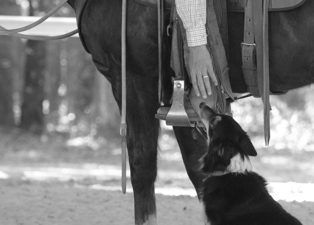 Horse Cowboy Rider Dog Border Collie Equestrian Horse Cowboy Rider Dog Border Collie Equestrian
