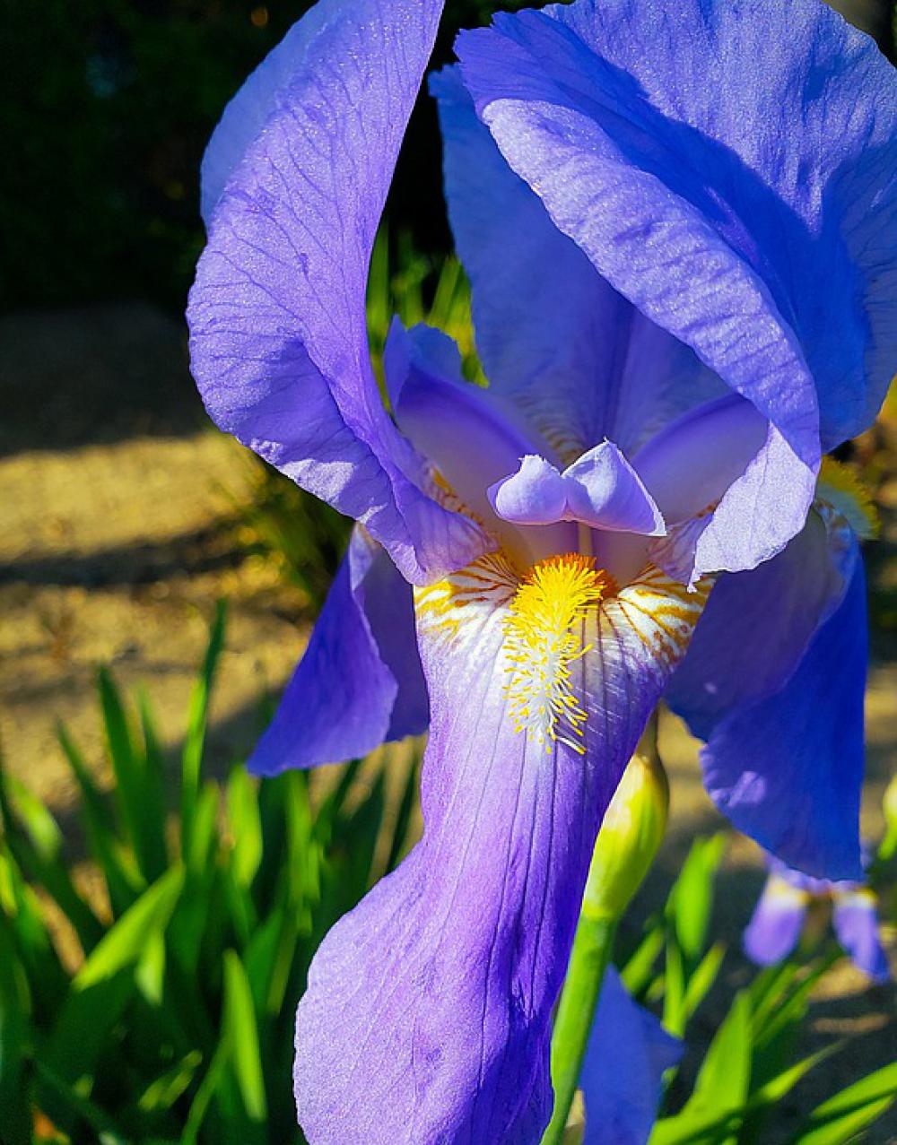 Iris Flower Bloom Nature Spring Summer Colorful Iris Flower Bloom Nature Spring Summer Colorful