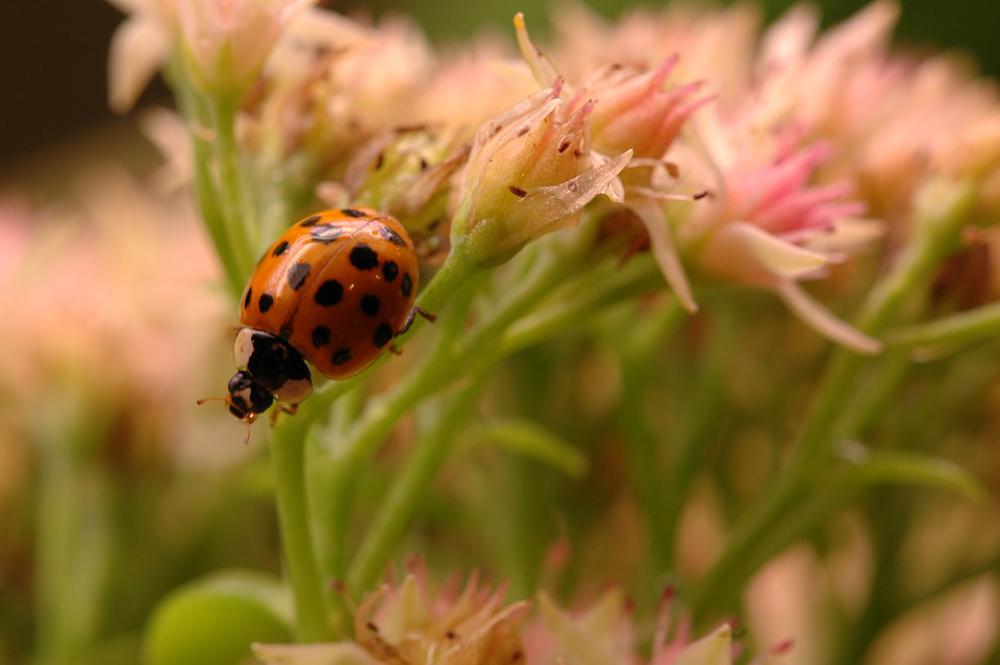Ladybug Insect Bloom Plant Garden Flower Floral Ladybug Insect Bloom Plant Garden Flower Floral