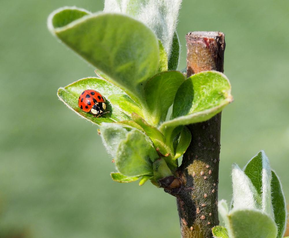 Ladybug Foliage Red Green Ladybug Foliage Red Green