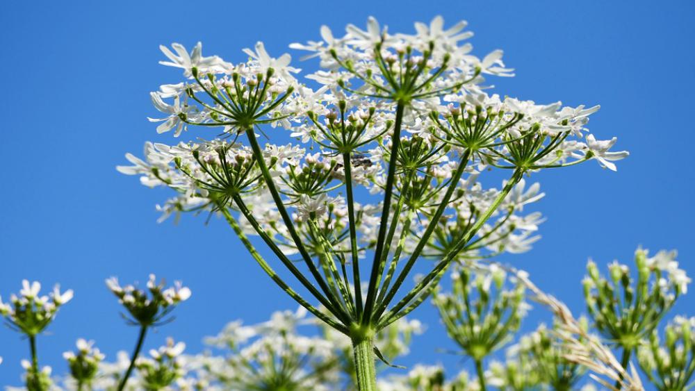Landscape Nature Forest Flowers Stengel Light Sun Landscape Nature Forest Flowers Stengel Light Sun