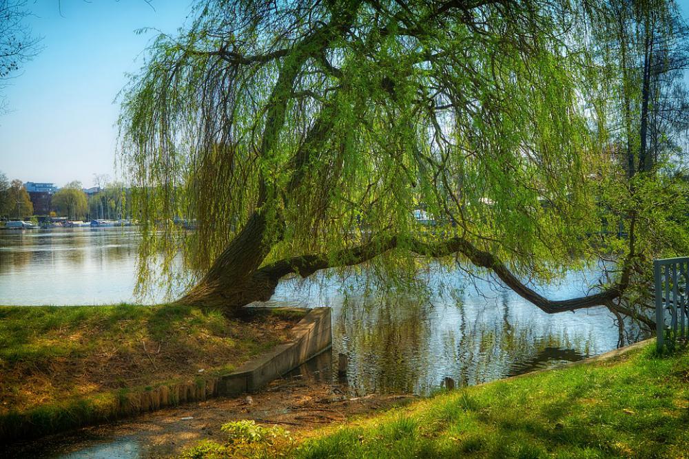 Landscape Pasture Spree Nature Green Landscape Pasture Spree Nature Green