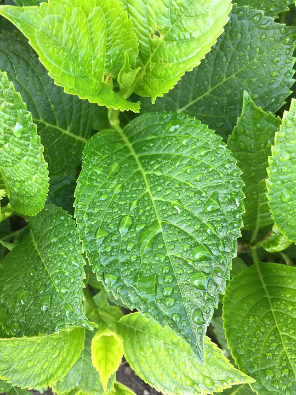 Leaf Fauna Garden Nature Spring Plants Leaf Fauna Garden Nature Spring Plants