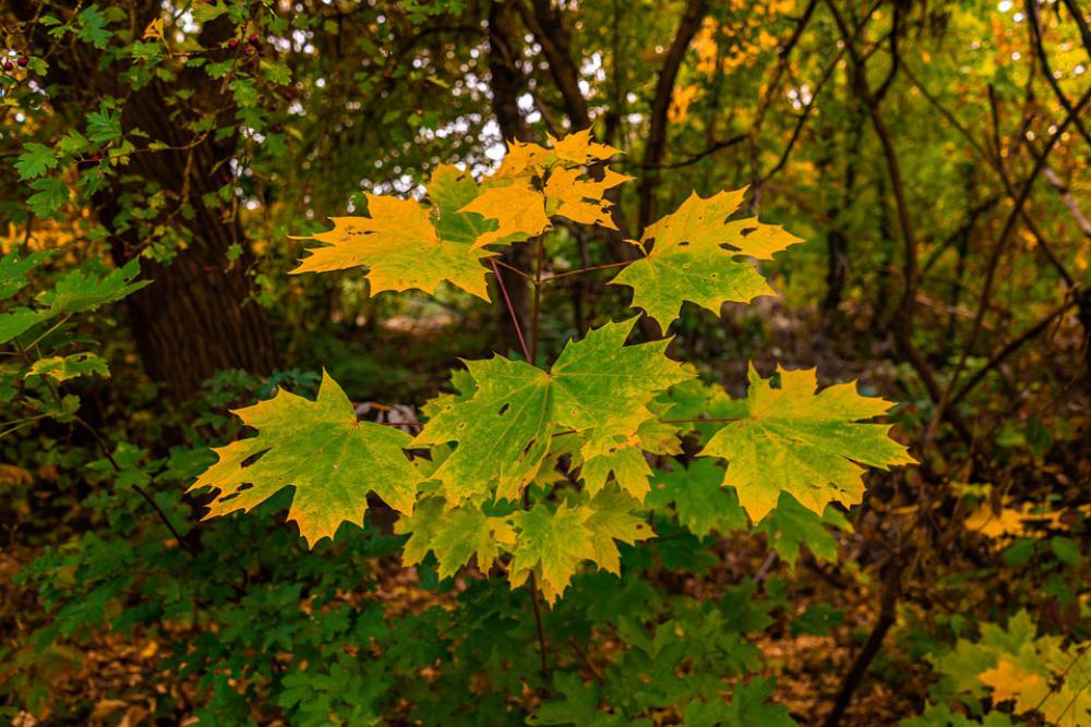 Leaves Maple Leaf Autumn Maple Leaf Nature Leaves Maple Leaf Autumn Maple Leaf Nature