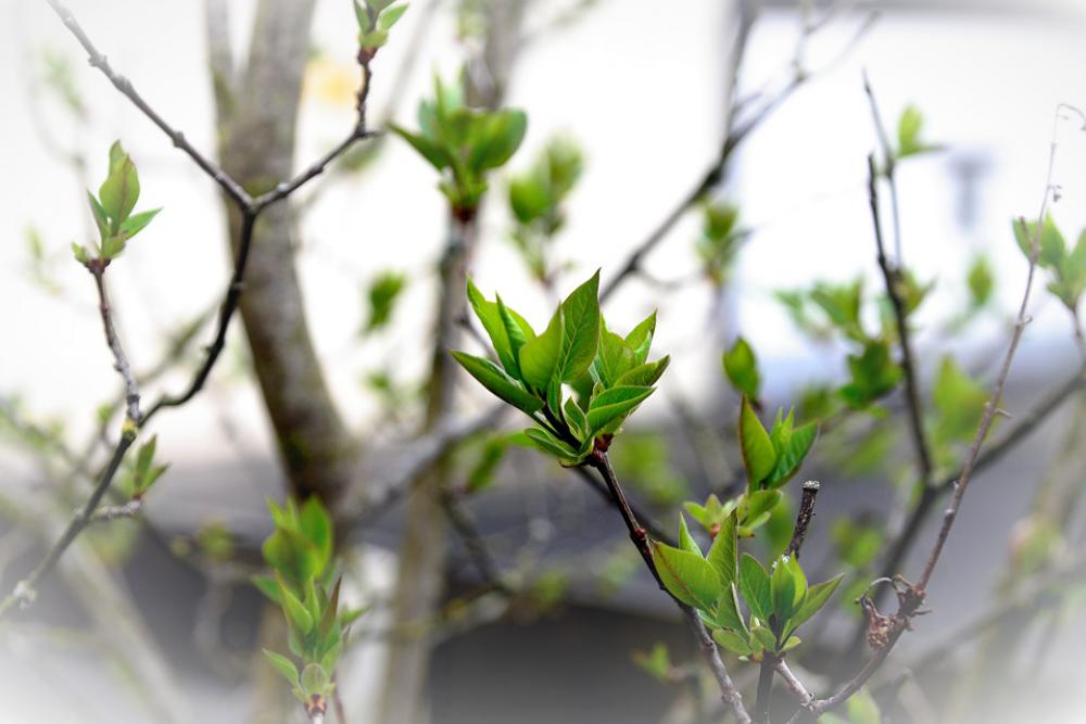 Leaves Green Lilac Tree Buds Lilac Lilac Tree Leaves Green Lilac Tree Buds Lilac Lilac Tree