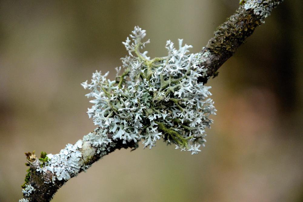 Lichen Tree Braid Branch Bark Tree Bark Macro Lichen Tree Braid Branch Bark Tree Bark Macro