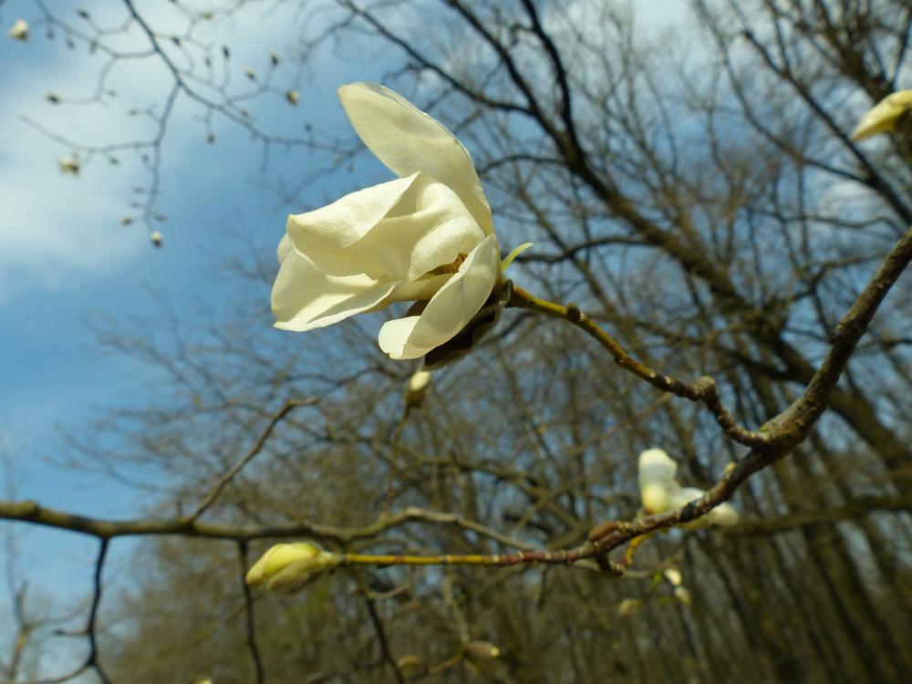 Magnolia Spring Bloom Flower Plant White Magnolia Spring Bloom Flower Plant White