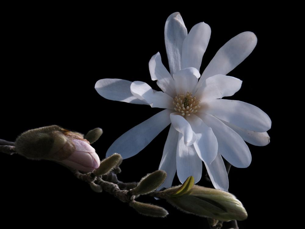 Magnolia Star Magnolia White Flower Flower Spring Magnolia Star Magnolia White Flower Flower Spring