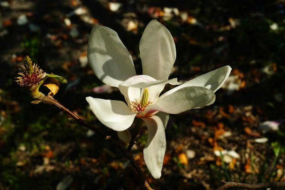 Magnolia Bud Spring Nature Pink Plant Tree Magnolia Bud Spring Nature Pink Plant Tree
