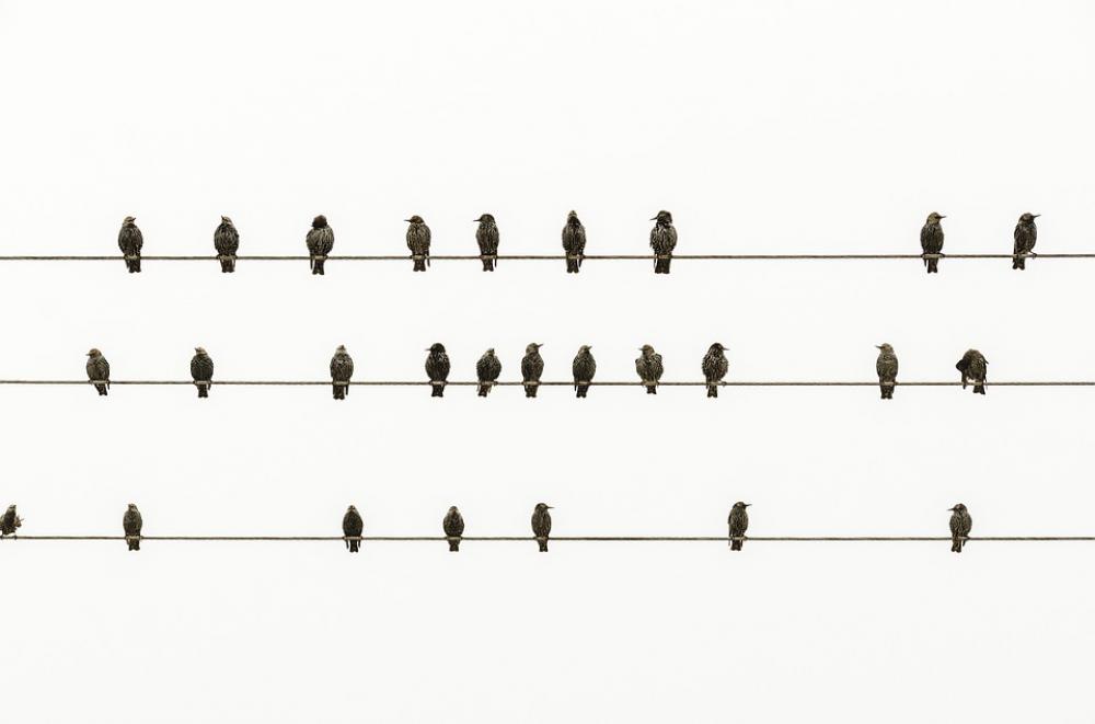 Minimal Birds Minimalism Freedom Artwork White Minimal Birds Minimalism Freedom Artwork White