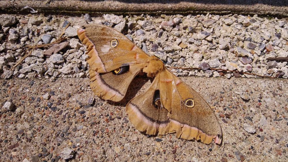 Moth Insect Nature Bug Wildlife Biology Wing Moth Insect Nature Bug Wildlife Biology Wing