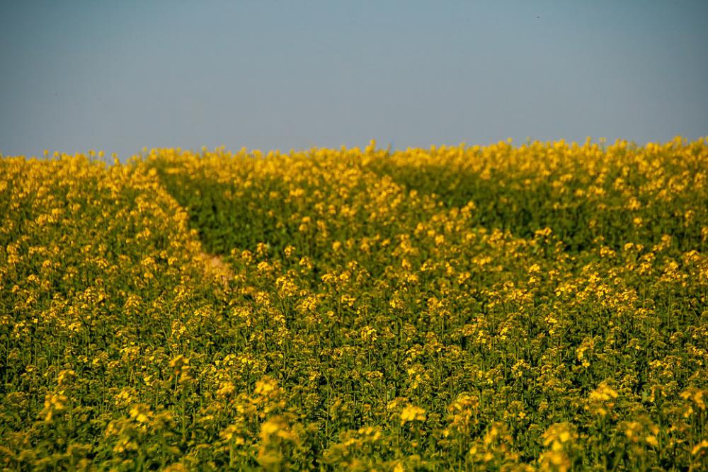 Natur Yellow Flowers Field Background Textur Natur Yellow Flowers Field Background Textur