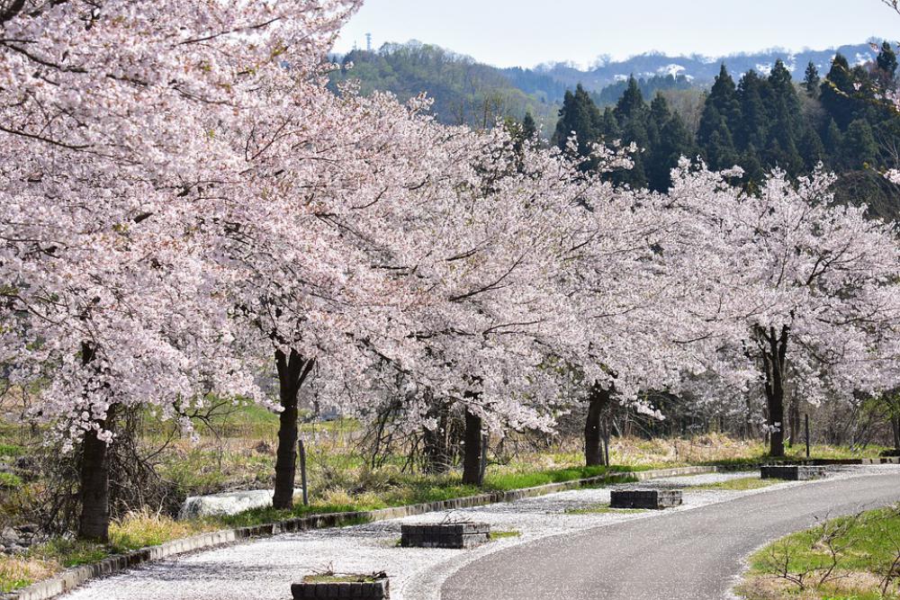 Natural Landscape Plant Wood Cherry Tree Natural Landscape Plant Wood Cherry Tree