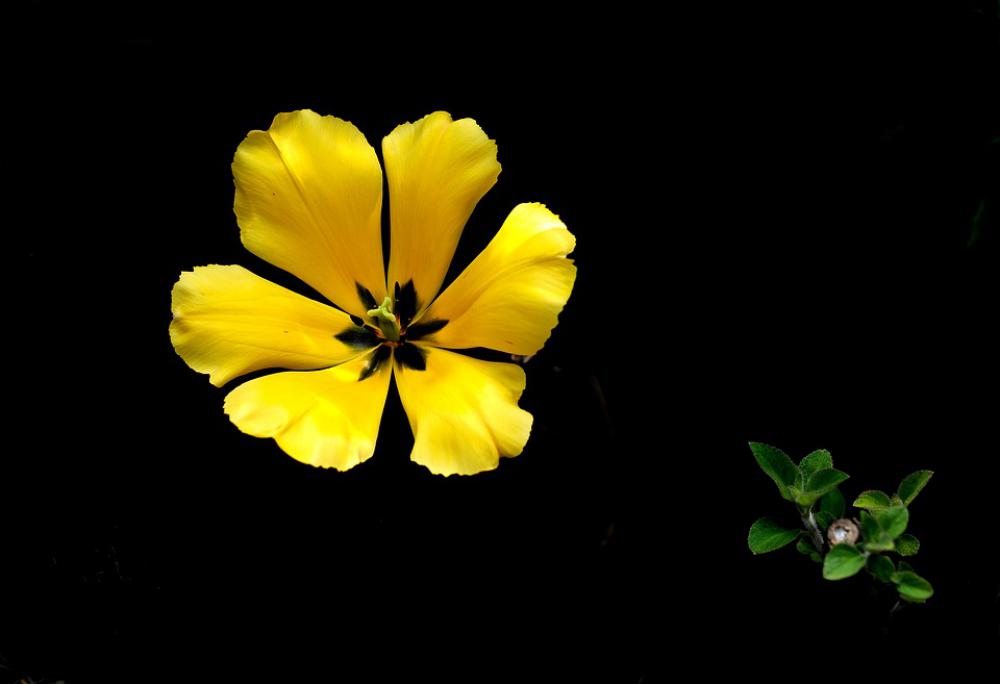 Nature Spring Flower Garden Beautiful Flowers Nature Spring Flower Garden Beautiful Flowers