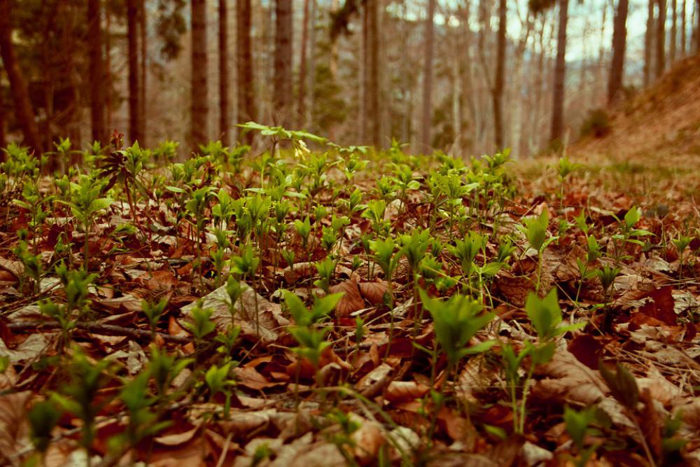 Nature Forest Leaves Natural Beautiful Idyllic Nature Forest Leaves Natural Beautiful Idyllic