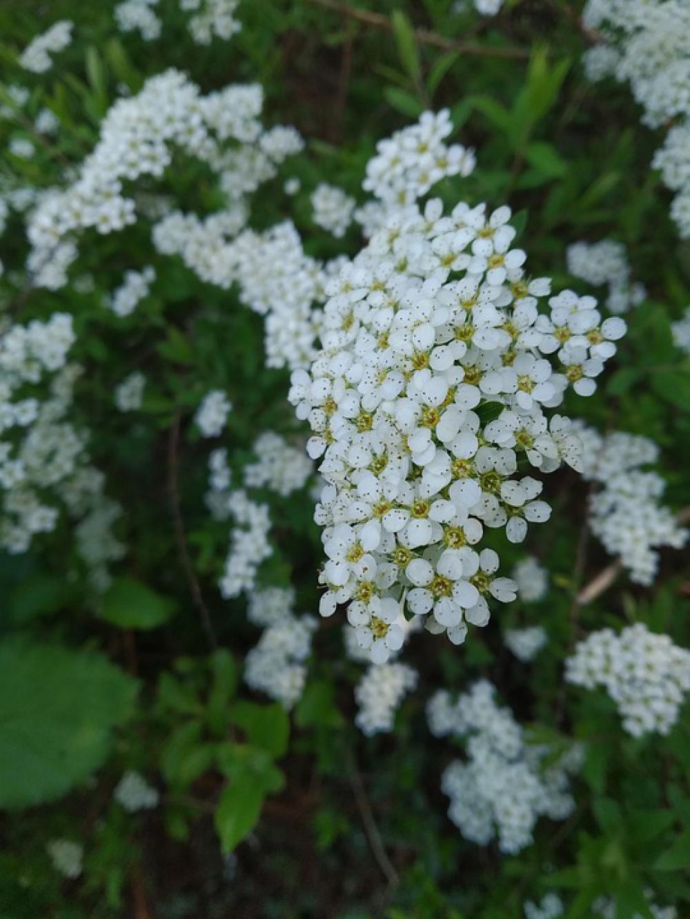 Nature Bush Flower Away Beautiful White Yellow Nature Bush Flower Away Beautiful White Yellow