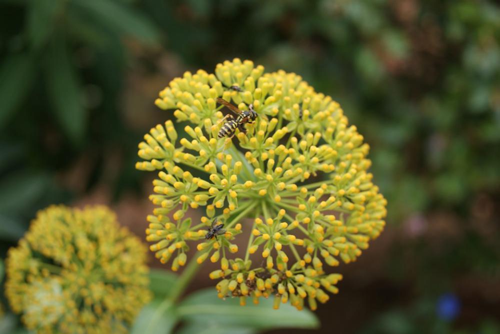 Nature Garden Flower Plants Spring Summer Nature Garden Flower Plants Spring Summer