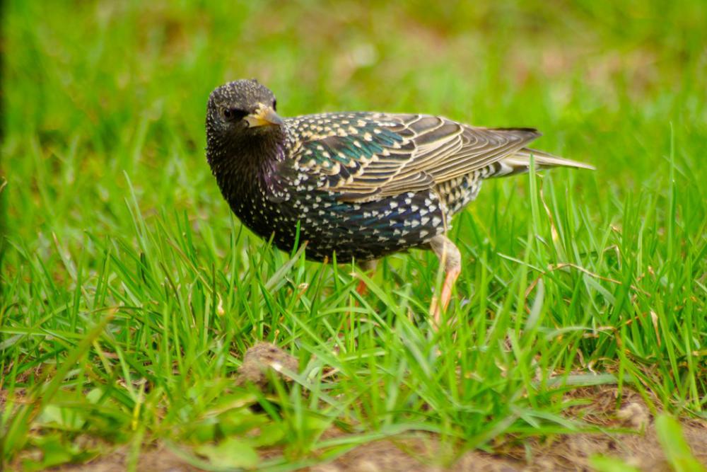 Nature Bird Thrush Spring Wings Plumage Nature Bird Thrush Spring Wings Plumage