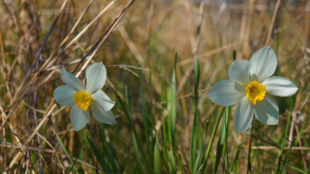 Nature Plants Daffodil Narcissus Garden Flowering Nature Plants Daffodil Narcissus Garden Flowering