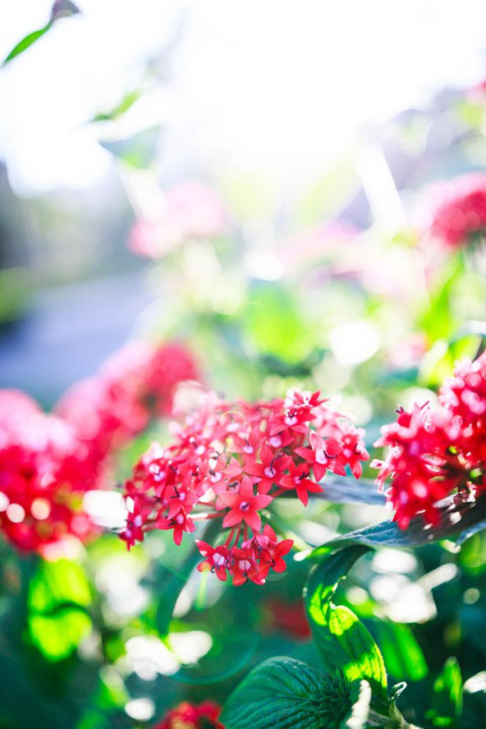Nature Green Leaf Blossom Flowers Plant Summer Nature Green Leaf Blossom Flowers Plant Summer
