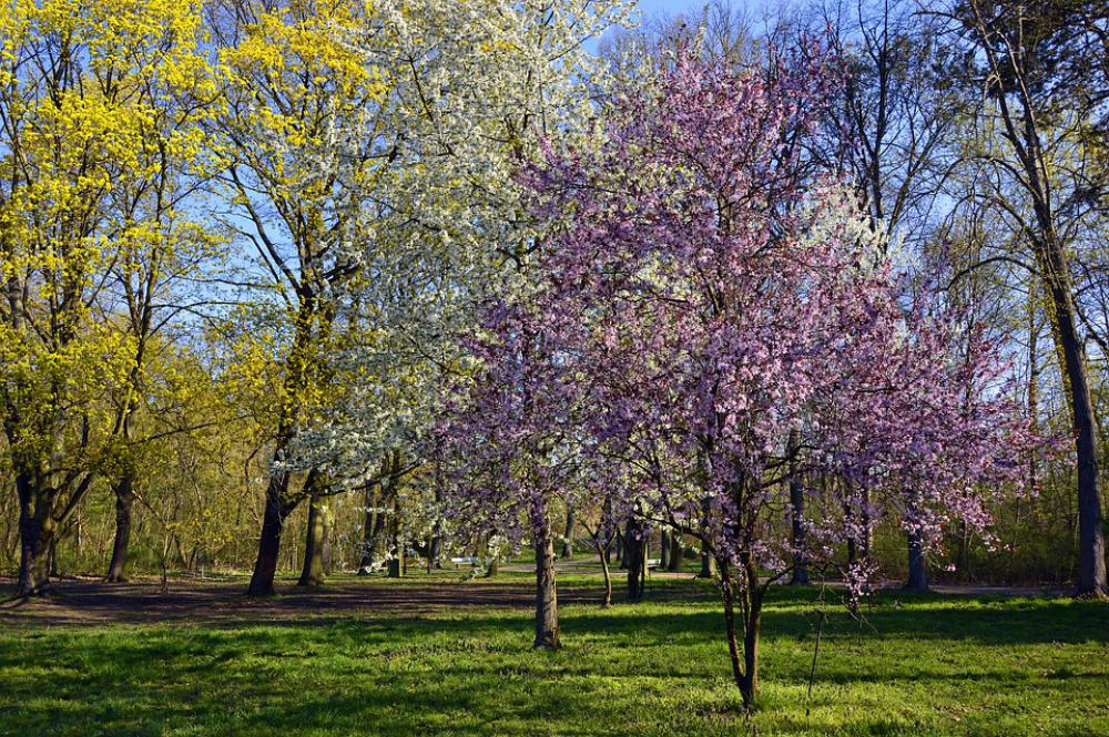 Park Deciduous Trees Trees Flowers Tree Blossoms Park Deciduous Trees Trees Flowers Tree Blossoms