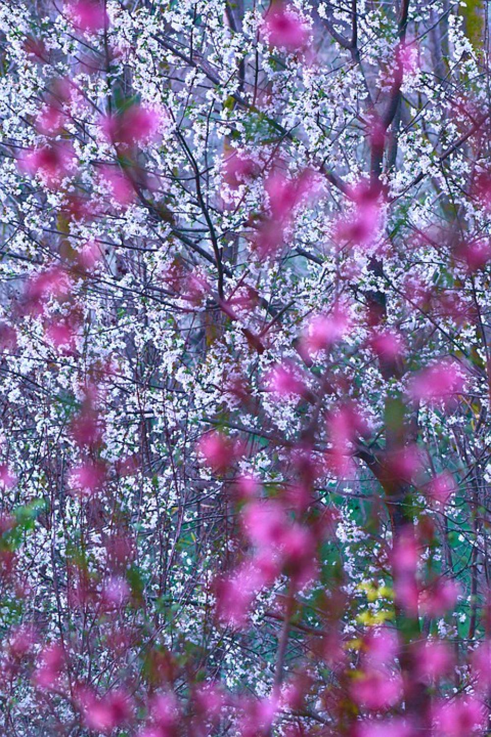 Peach Cherry Bloom Spring Flowers Colorful Peach Cherry Bloom Spring Flowers Colorful