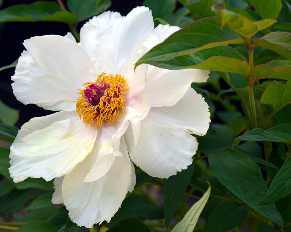 Peony Shrub Peony Tree Peony Blossom Bloom White Peony Shrub Peony Tree Peony Blossom Bloom White