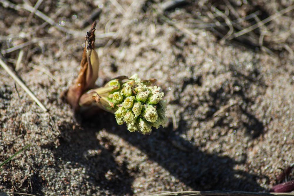 Petasites Spurius Flower Nature Plant Summer Petasites Spurius Flower Nature Plant Summer